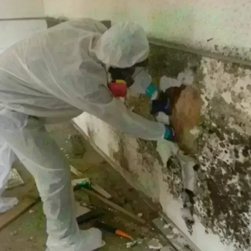 Mold Remediation and Removal in Granbury, TX